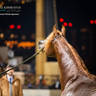 DAY 3 OF 2022 KATARA INTERNATIONAL ARABIAN HORSE FESTIVAL TITLE SHOW
