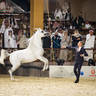 DAY 3 OF 2022 KATARA INTERNATIONAL ARABIAN HORSE FESTIVAL TITLE SHOW