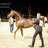 DAY 3 OF 2022 KATARA INTERNATIONAL ARABIAN HORSE FESTIVAL TITLE SHOW
