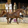 DAY 3 OF 2022 KATARA INTERNATIONAL ARABIAN HORSE FESTIVAL TITLE SHOW