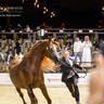 DAY 3 OF 2022 KATARA INTERNATIONAL ARABIAN HORSE FESTIVAL TITLE SHOW