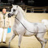 DAY 3 OF 2022 KATARA INTERNATIONAL ARABIAN HORSE FESTIVAL TITLE SHOW