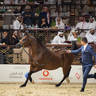 DAY 3 OF 2022 KATARA INTERNATIONAL ARABIAN HORSE FESTIVAL TITLE SHOW