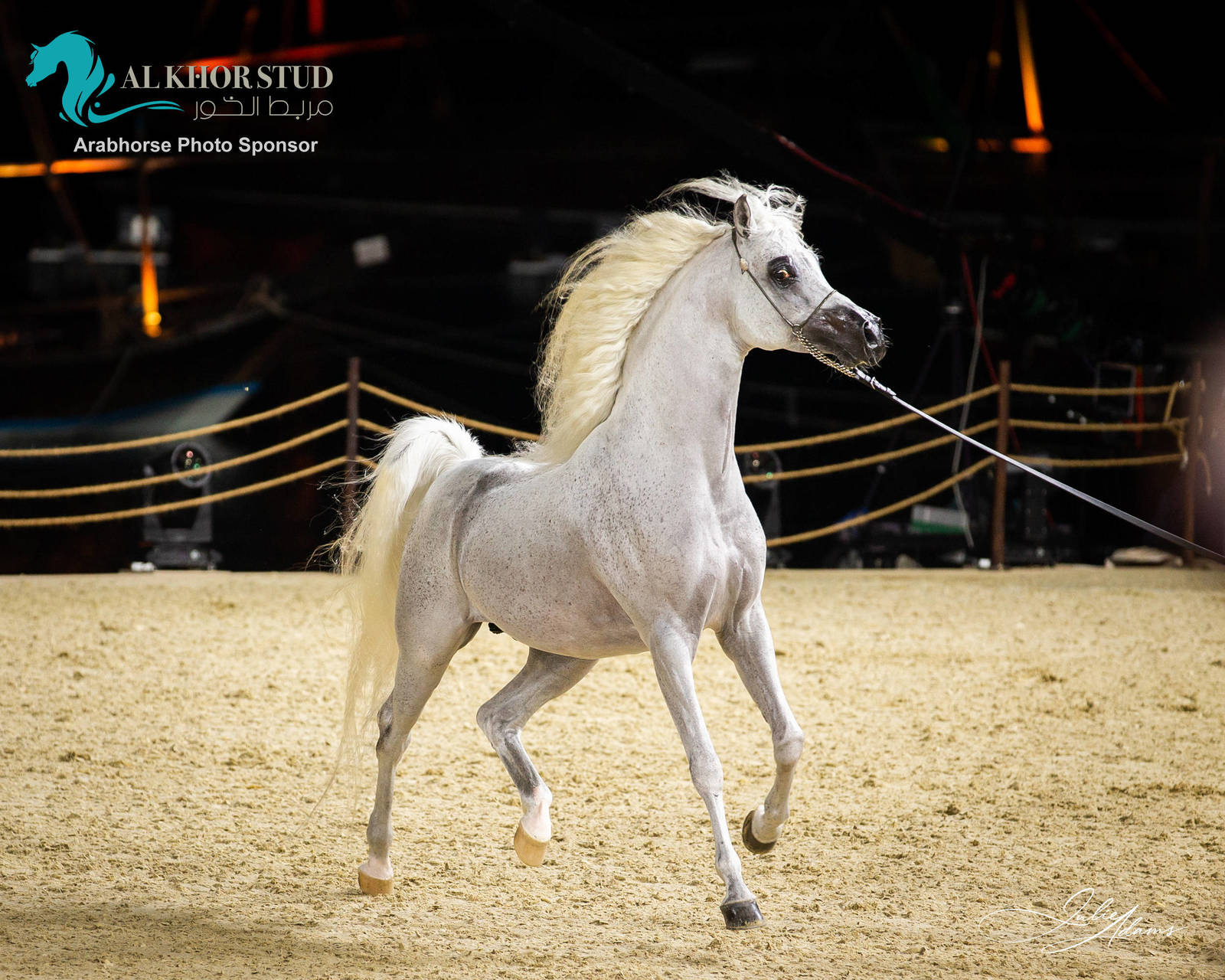 DAY 3 OF 2022 KATARA INTERNATIONAL ARABIAN HORSE FESTIVAL TITLE SHOW