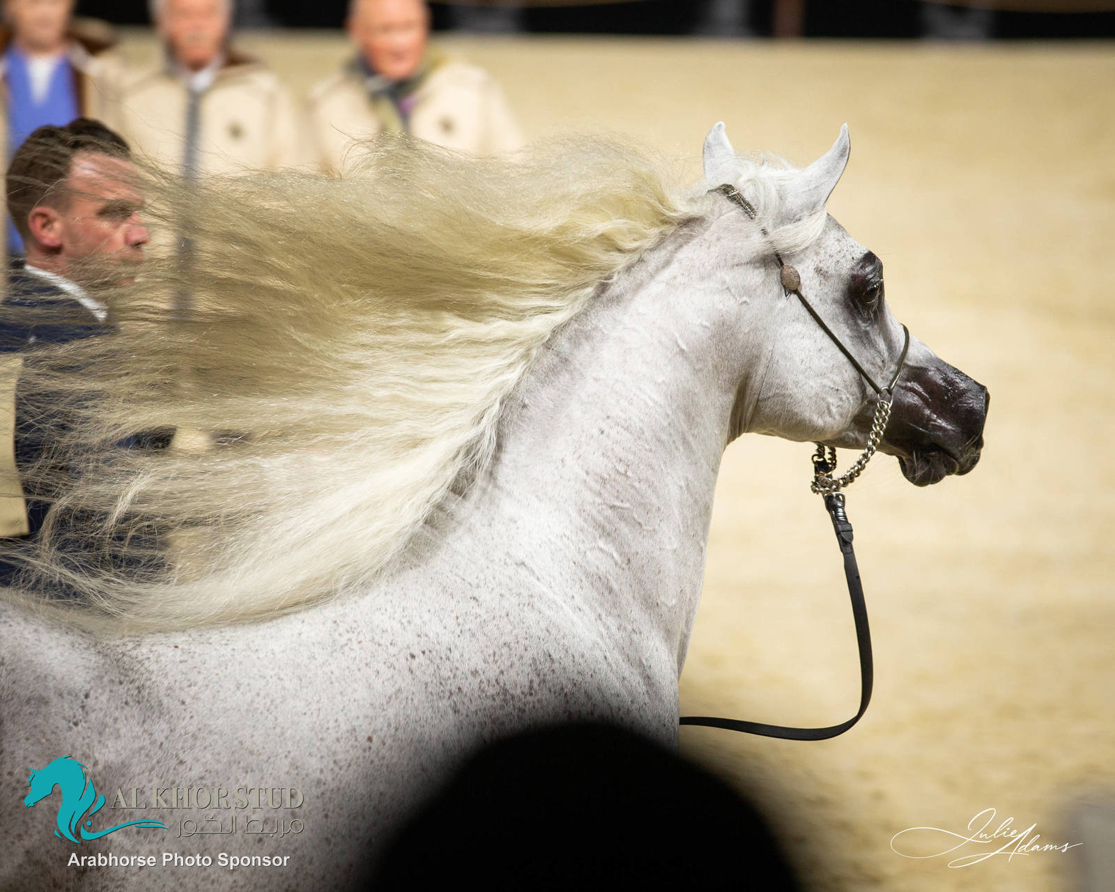 DAY 3 OF 2022 KATARA INTERNATIONAL ARABIAN HORSE FESTIVAL TITLE SHOW