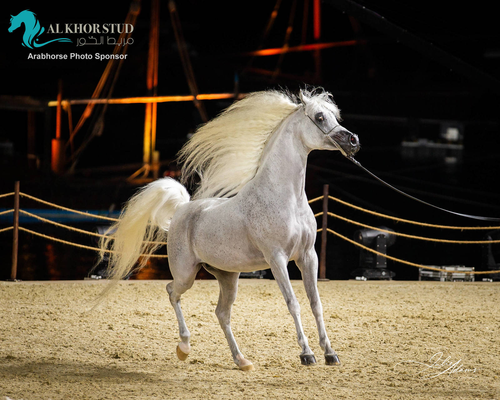 DAY 3 OF 2022 KATARA INTERNATIONAL ARABIAN HORSE FESTIVAL TITLE SHOW
