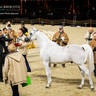 DAY 3 OF 2022 KATARA INTERNATIONAL ARABIAN HORSE FESTIVAL TITLE SHOW