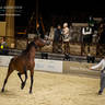 DAY 3 OF 2022 KATARA INTERNATIONAL ARABIAN HORSE FESTIVAL TITLE SHOW