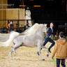 DAY 3 OF 2022 KATARA INTERNATIONAL ARABIAN HORSE FESTIVAL TITLE SHOW