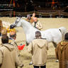 DAY 3 OF 2022 KATARA INTERNATIONAL ARABIAN HORSE FESTIVAL TITLE SHOW