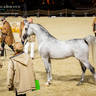 DAY 3 OF 2022 KATARA INTERNATIONAL ARABIAN HORSE FESTIVAL TITLE SHOW