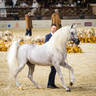 DAY 3 OF 2022 KATARA INTERNATIONAL ARABIAN HORSE FESTIVAL TITLE SHOW