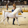 DAY 3 OF 2022 KATARA INTERNATIONAL ARABIAN HORSE FESTIVAL TITLE SHOW