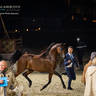 DAY 3 OF 2022 KATARA INTERNATIONAL ARABIAN HORSE FESTIVAL TITLE SHOW