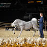 DAY 3 OF 2022 KATARA INTERNATIONAL ARABIAN HORSE FESTIVAL TITLE SHOW