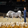DAY 3 OF 2022 KATARA INTERNATIONAL ARABIAN HORSE FESTIVAL TITLE SHOW