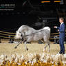 DAY 3 OF 2022 KATARA INTERNATIONAL ARABIAN HORSE FESTIVAL TITLE SHOW