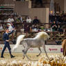 DAY 3 OF 2022 KATARA INTERNATIONAL ARABIAN HORSE FESTIVAL TITLE SHOW