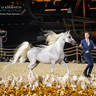 DAY 3 OF 2022 KATARA INTERNATIONAL ARABIAN HORSE FESTIVAL TITLE SHOW