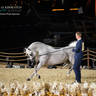 DAY 3 OF 2022 KATARA INTERNATIONAL ARABIAN HORSE FESTIVAL TITLE SHOW