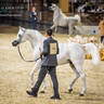 DAY 3 OF 2022 KATARA INTERNATIONAL ARABIAN HORSE FESTIVAL TITLE SHOW