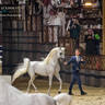 DAY 3 OF 2022 KATARA INTERNATIONAL ARABIAN HORSE FESTIVAL TITLE SHOW
