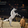 DAY 3 OF 2022 KATARA INTERNATIONAL ARABIAN HORSE FESTIVAL TITLE SHOW