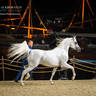 DAY 3 OF 2022 KATARA INTERNATIONAL ARABIAN HORSE FESTIVAL TITLE SHOW