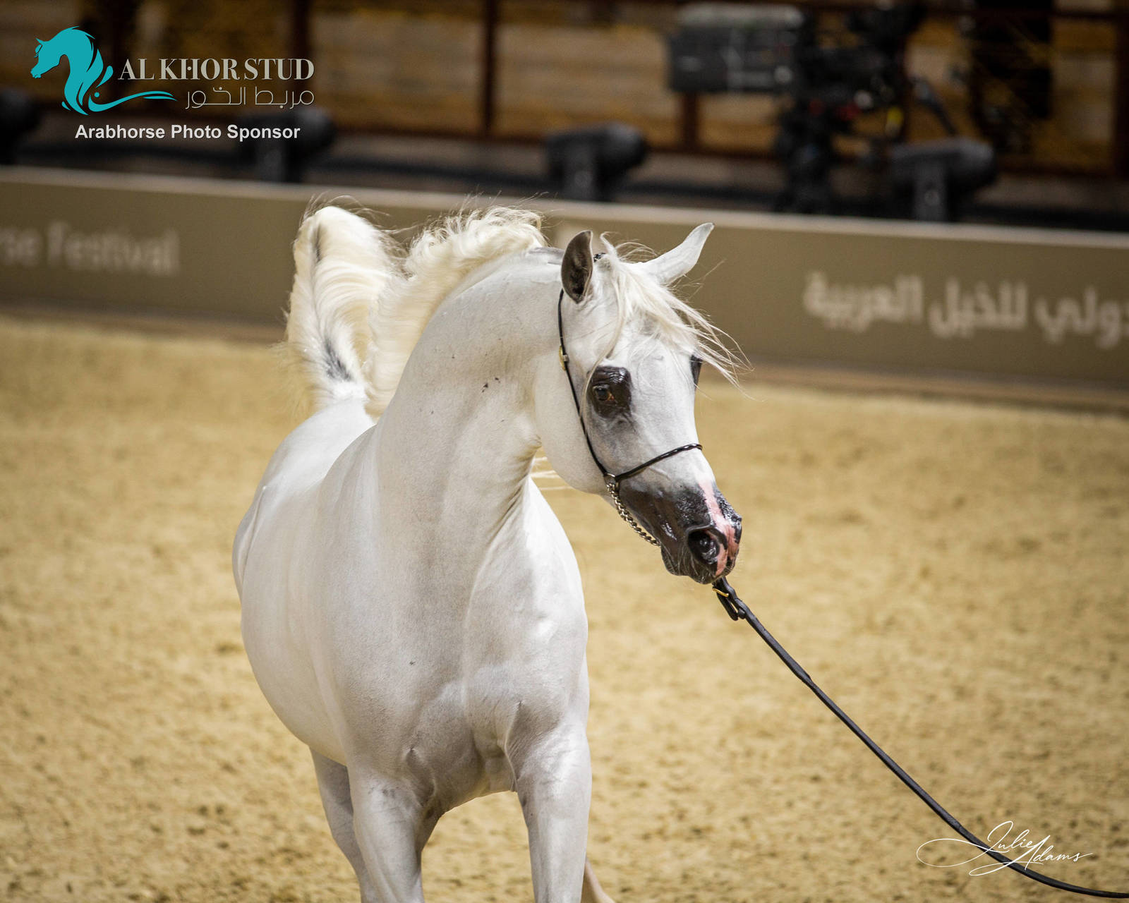 DAY 3 OF 2022 KATARA INTERNATIONAL ARABIAN HORSE FESTIVAL TITLE SHOW