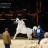 DAY 3 OF 2022 KATARA INTERNATIONAL ARABIAN HORSE FESTIVAL TITLE SHOW