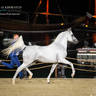 DAY 3 OF 2022 KATARA INTERNATIONAL ARABIAN HORSE FESTIVAL TITLE SHOW