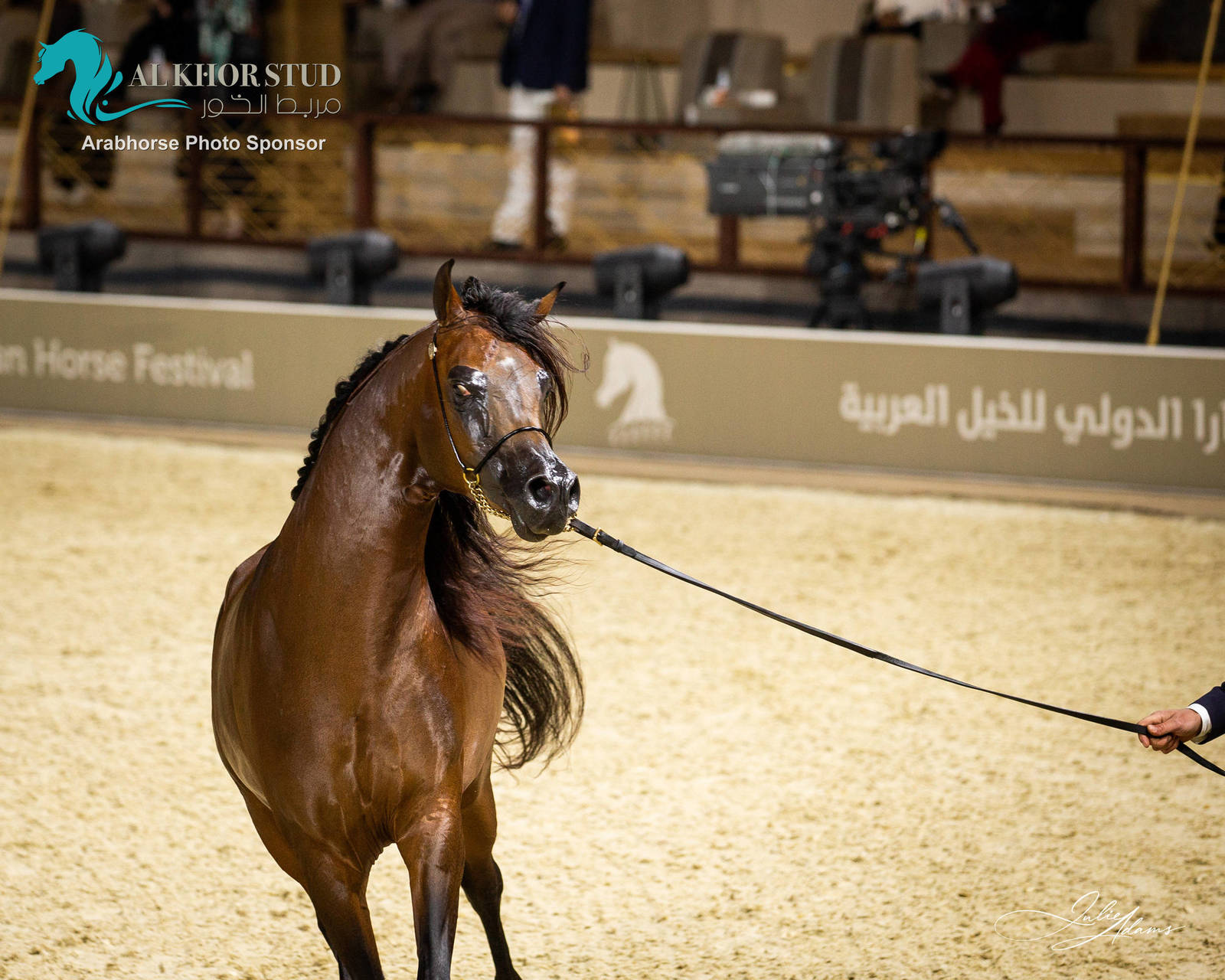 DAY 3 OF 2022 KATARA INTERNATIONAL ARABIAN HORSE FESTIVAL TITLE SHOW