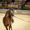 DAY 3 OF 2022 KATARA INTERNATIONAL ARABIAN HORSE FESTIVAL TITLE SHOW