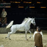 DAY 3 OF 2022 KATARA INTERNATIONAL ARABIAN HORSE FESTIVAL TITLE SHOW