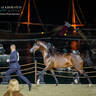 DAY 3 OF 2022 KATARA INTERNATIONAL ARABIAN HORSE FESTIVAL TITLE SHOW
