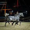DAY 3 OF 2022 KATARA INTERNATIONAL ARABIAN HORSE FESTIVAL TITLE SHOW