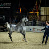 DAY 3 OF 2022 KATARA INTERNATIONAL ARABIAN HORSE FESTIVAL TITLE SHOW