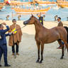 DAY 3 OF 2022 KATARA INTERNATIONAL ARABIAN HORSE FESTIVAL TITLE SHOW
