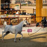 DAY 3 OF 2022 KATARA INTERNATIONAL ARABIAN HORSE FESTIVAL TITLE SHOW