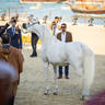 DAY 3 OF 2022 KATARA INTERNATIONAL ARABIAN HORSE FESTIVAL TITLE SHOW
