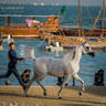 DAY 3 OF 2022 KATARA INTERNATIONAL ARABIAN HORSE FESTIVAL TITLE SHOW
