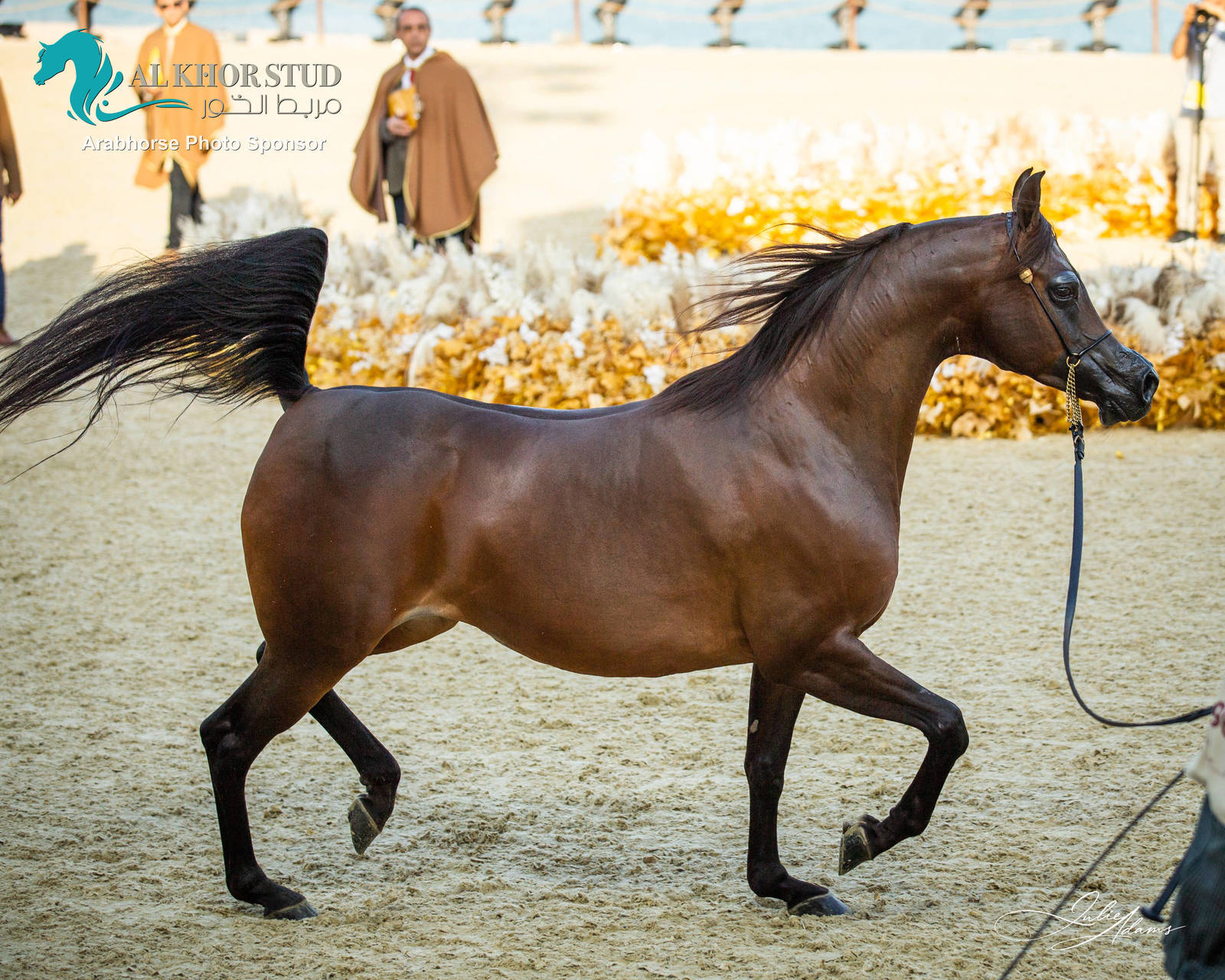 DAY 3 OF 2022 KATARA INTERNATIONAL ARABIAN HORSE FESTIVAL TITLE SHOW