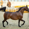 DAY 3 OF 2022 KATARA INTERNATIONAL ARABIAN HORSE FESTIVAL TITLE SHOW