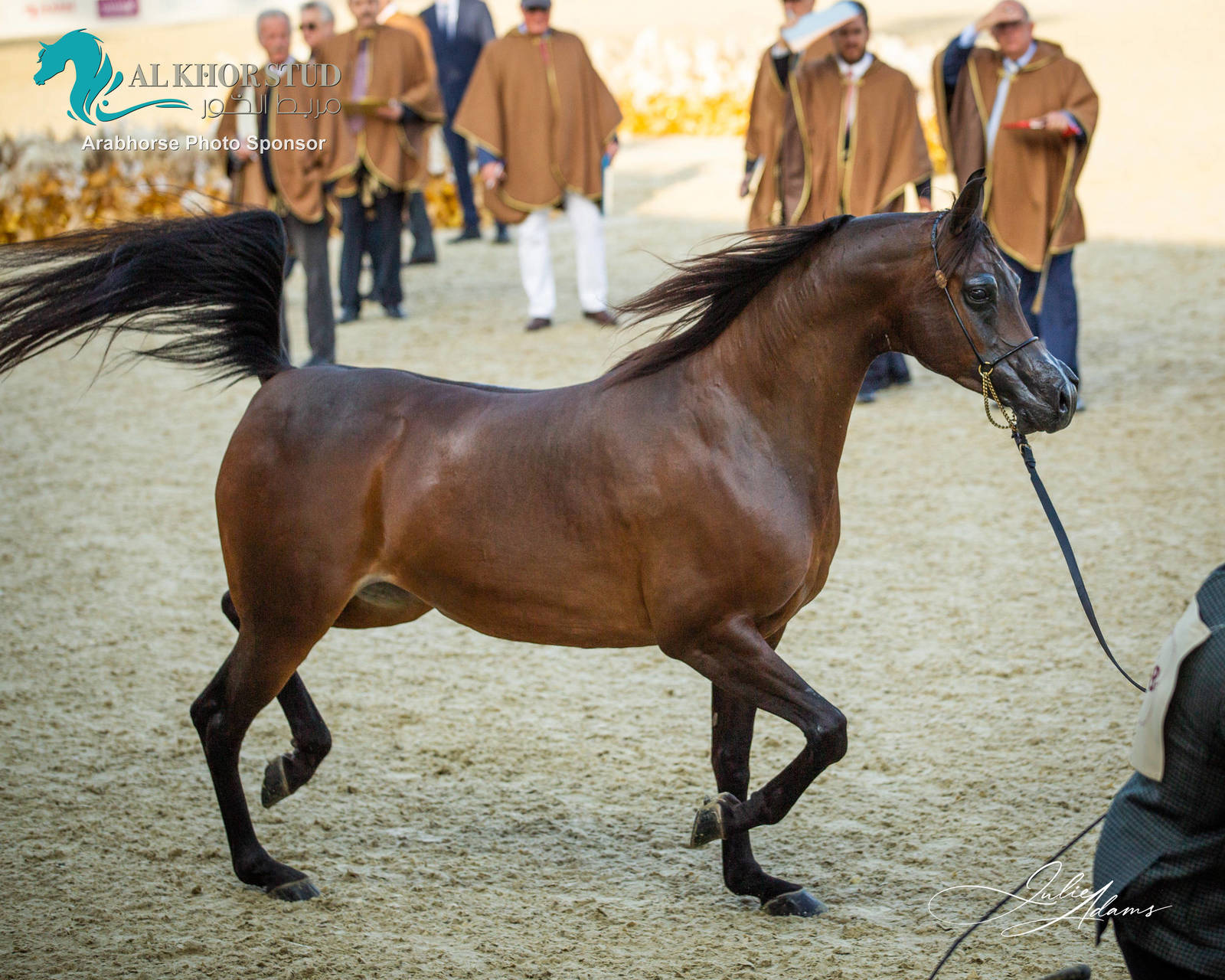 DAY 3 OF 2022 KATARA INTERNATIONAL ARABIAN HORSE FESTIVAL TITLE SHOW