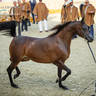 DAY 3 OF 2022 KATARA INTERNATIONAL ARABIAN HORSE FESTIVAL TITLE SHOW