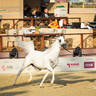 DAY 3 OF 2022 KATARA INTERNATIONAL ARABIAN HORSE FESTIVAL TITLE SHOW