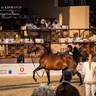 DAY 3 OF 2022 KATARA INTERNATIONAL ARABIAN HORSE FESTIVAL TITLE SHOW