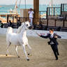 DAY 3 OF 2022 KATARA INTERNATIONAL ARABIAN HORSE FESTIVAL TITLE SHOW