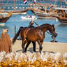 DAY 3 OF 2022 KATARA INTERNATIONAL ARABIAN HORSE FESTIVAL TITLE SHOW