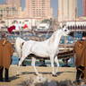 DAY 3 OF 2022 KATARA INTERNATIONAL ARABIAN HORSE FESTIVAL TITLE SHOW